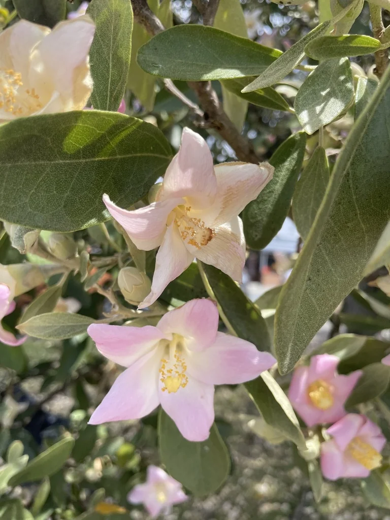 Lagunaria Patersonii