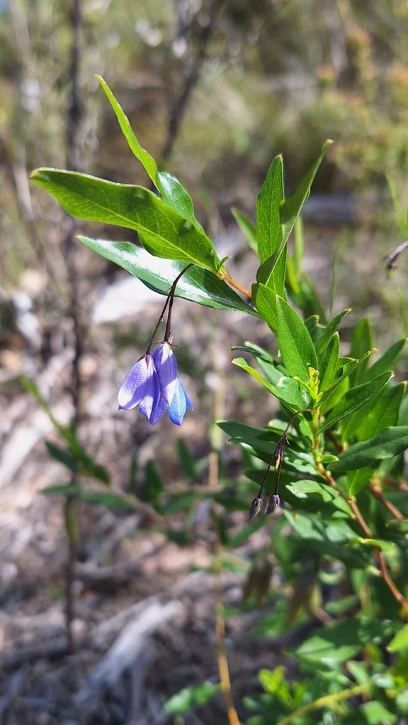Sollya Heterophylla