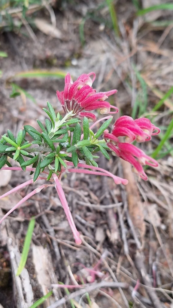 Grevillea Lavandulacea