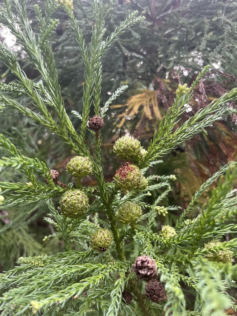 Cryptomeria Japonica