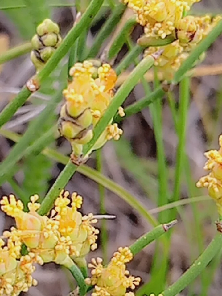 Ephedra Distachya