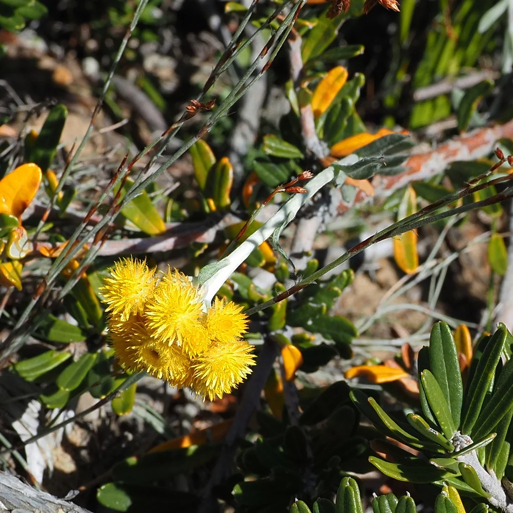 Chrysocephalum apiculatum