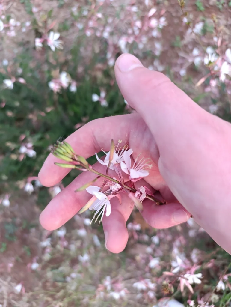 Oenothera lindheimeri