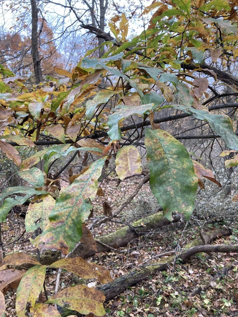 Quercus Imbricaria