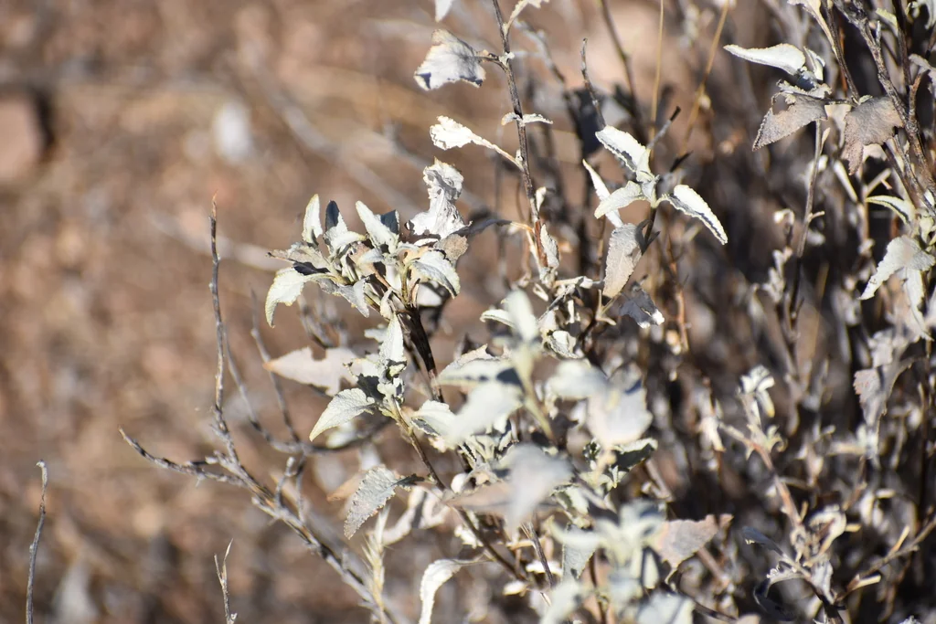 Ambrosia Deltoidea