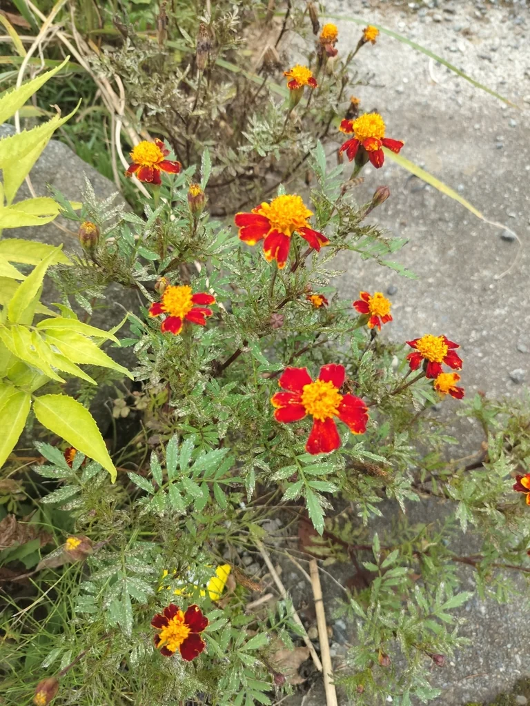 Tagetes Patula