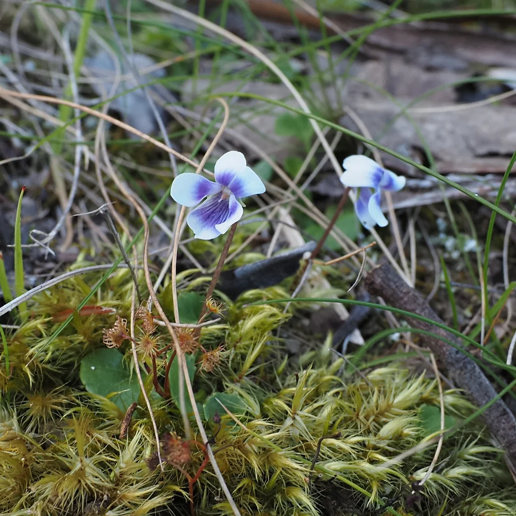 Viola hederacea