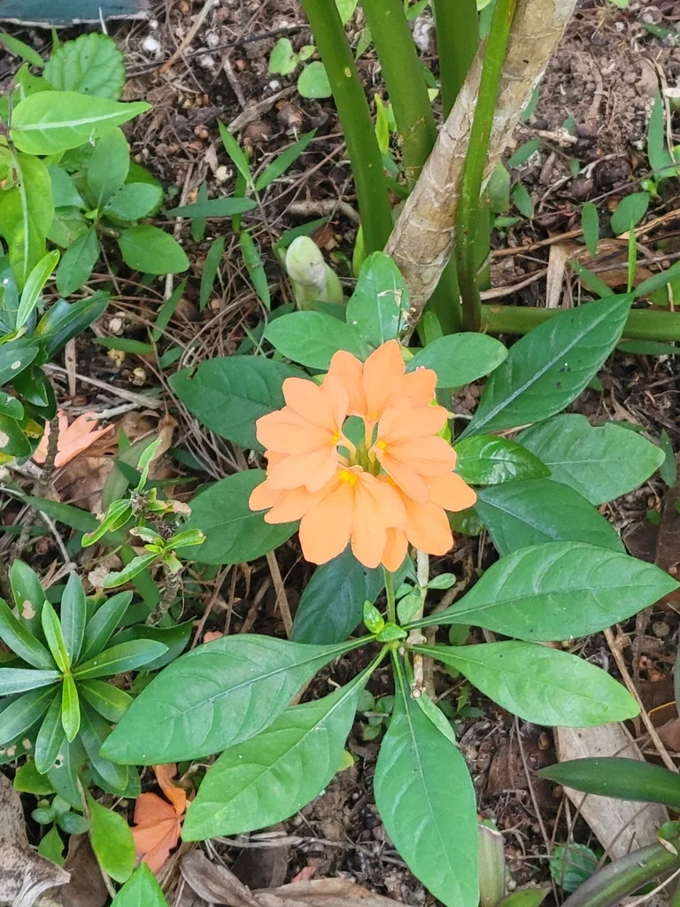Crossandra Infundibuliformis