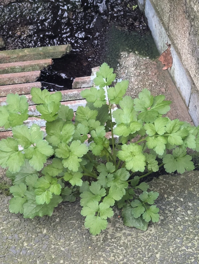 Petroselinum Crispum
