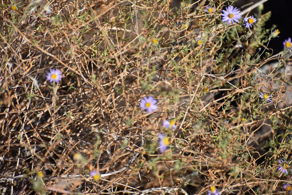 Symphyotrichum Oblongifolium