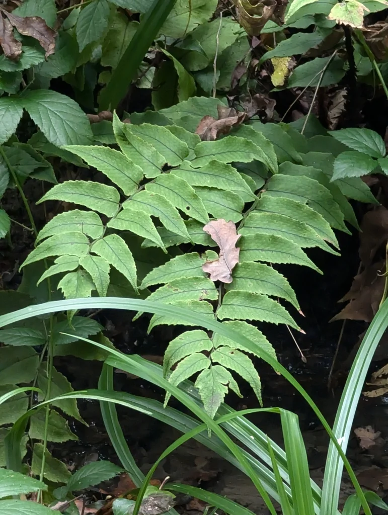 Cyrtomium fortunei