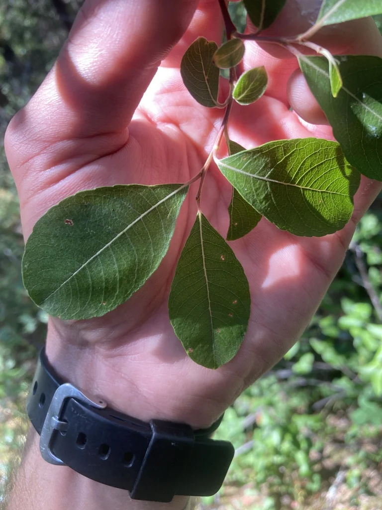 Salix Scouleriana