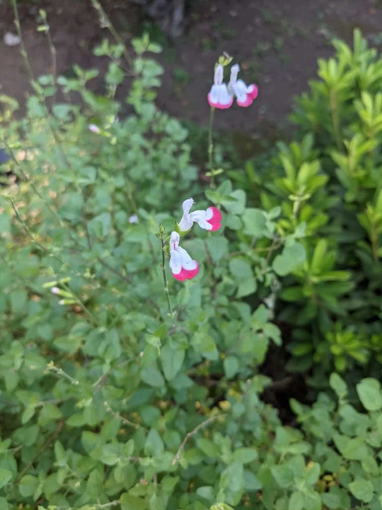 Salvia Microphylla