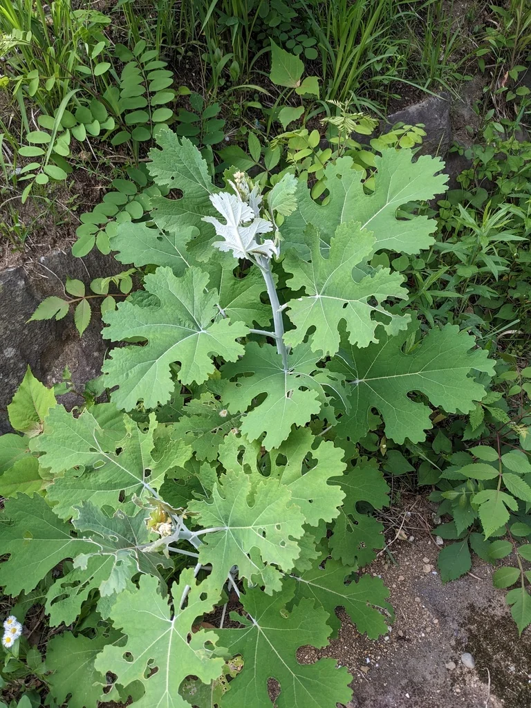 Macleaya Cordata