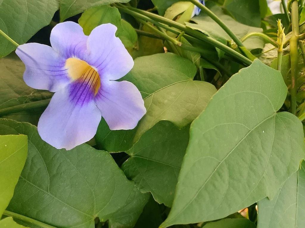 Thunbergia Grandiflora