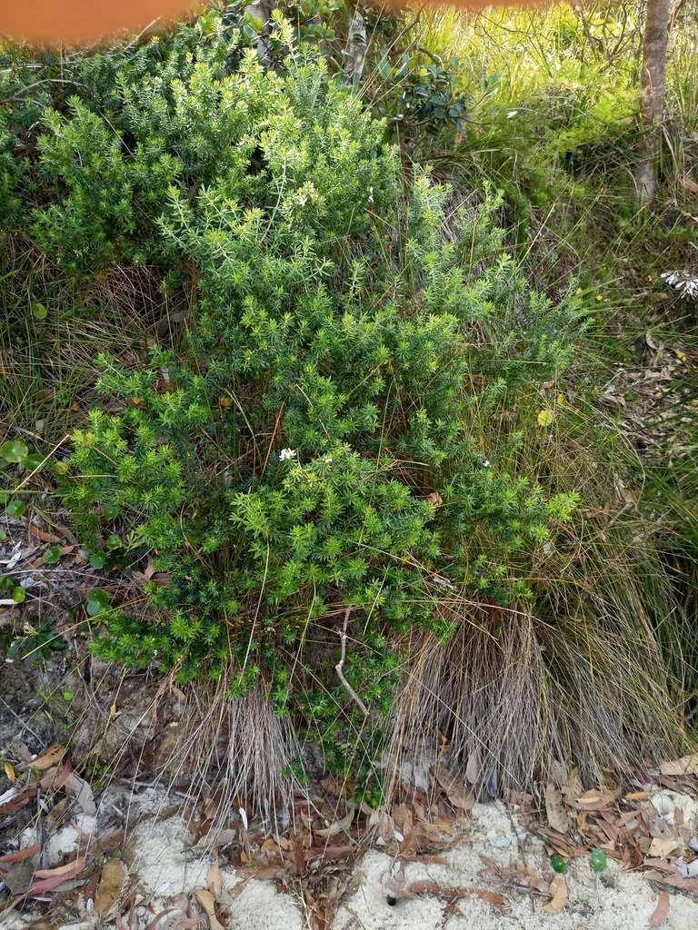 Westringia fruticosa