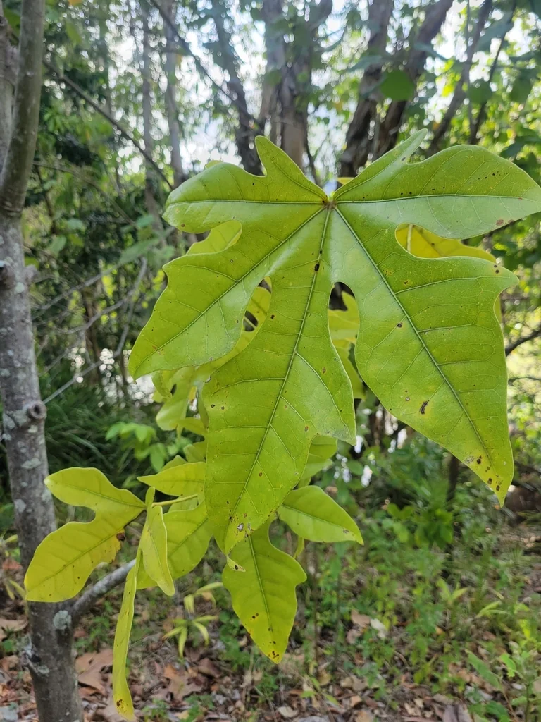 Brachychiton Acerifolius