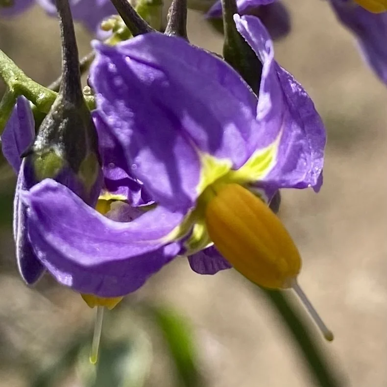 Solanum Crispum
