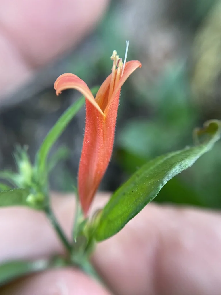 Dicliptera Suberecta