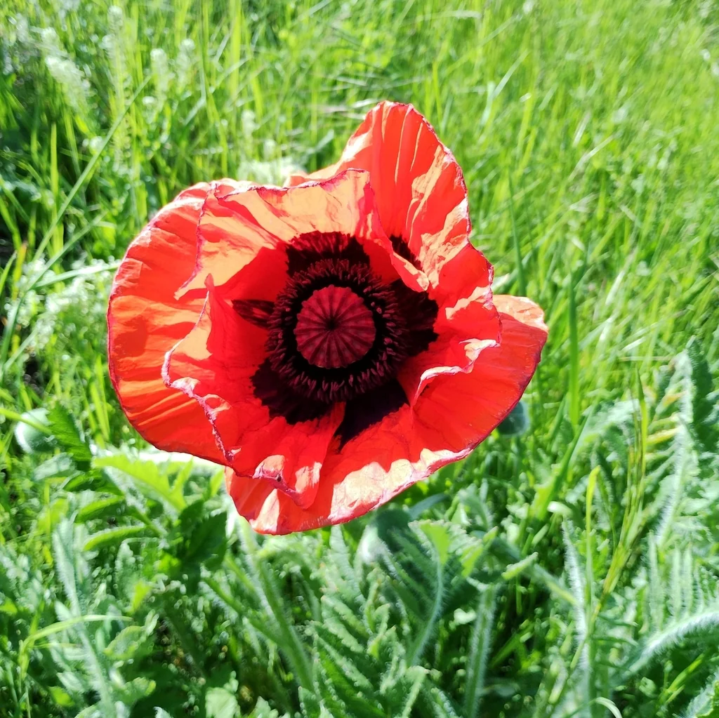 Papaver Orientale