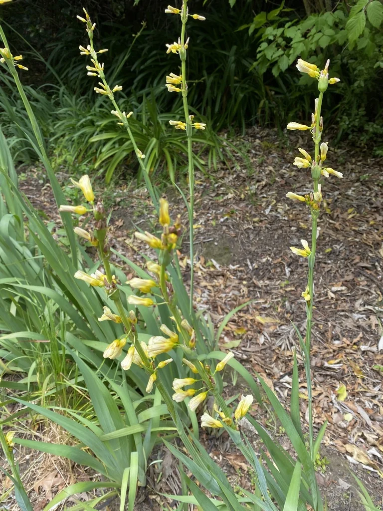 Sisyrinchium Striatum