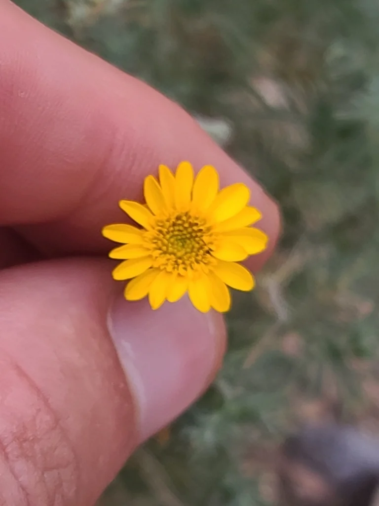 Thymophylla Pentachaeta