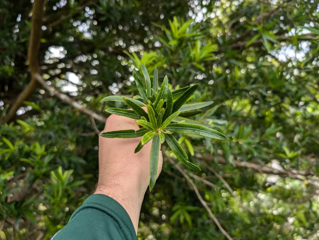 Podocarpus Macrophyllus