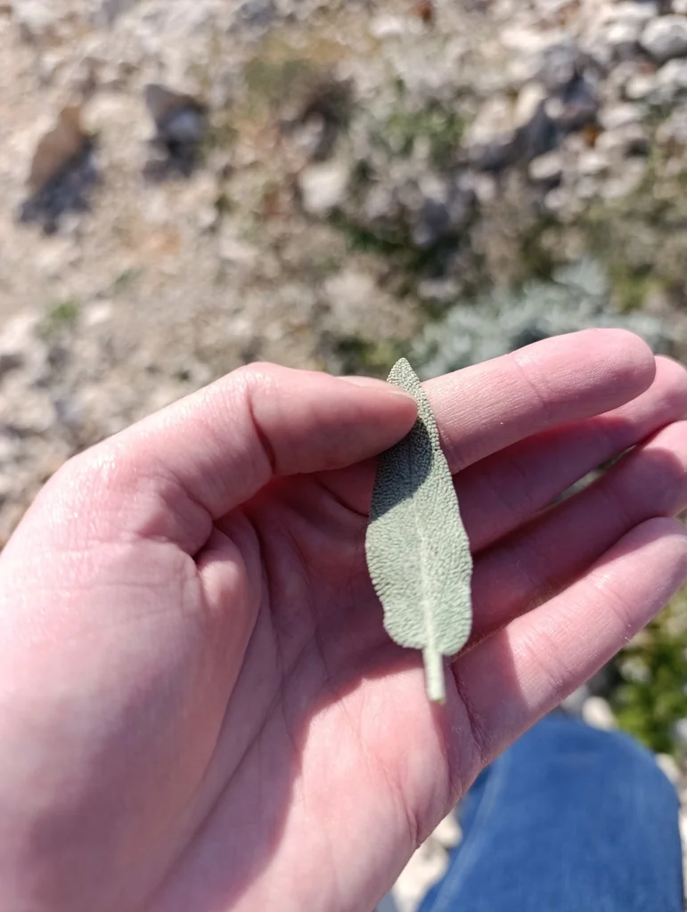 Salvia Officinalis