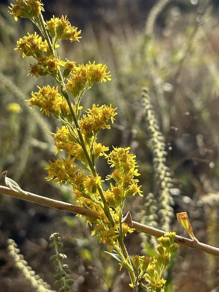 Solidago Californica