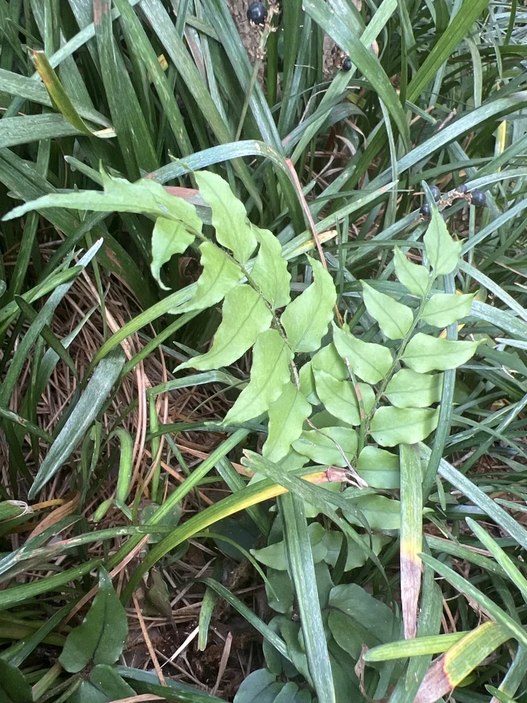 Cyrtomium fortunei