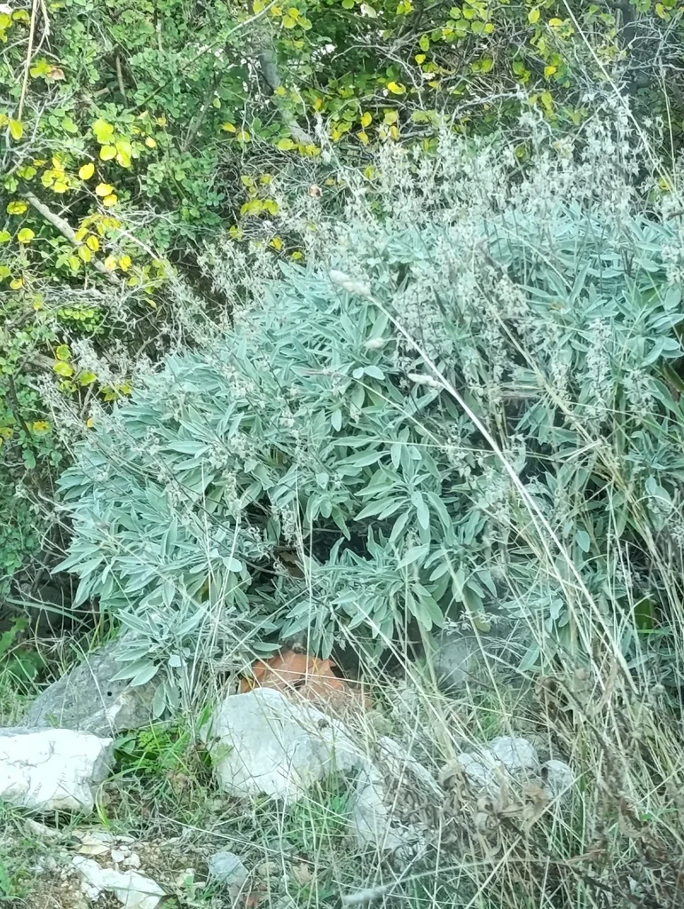 Salvia Officinalis