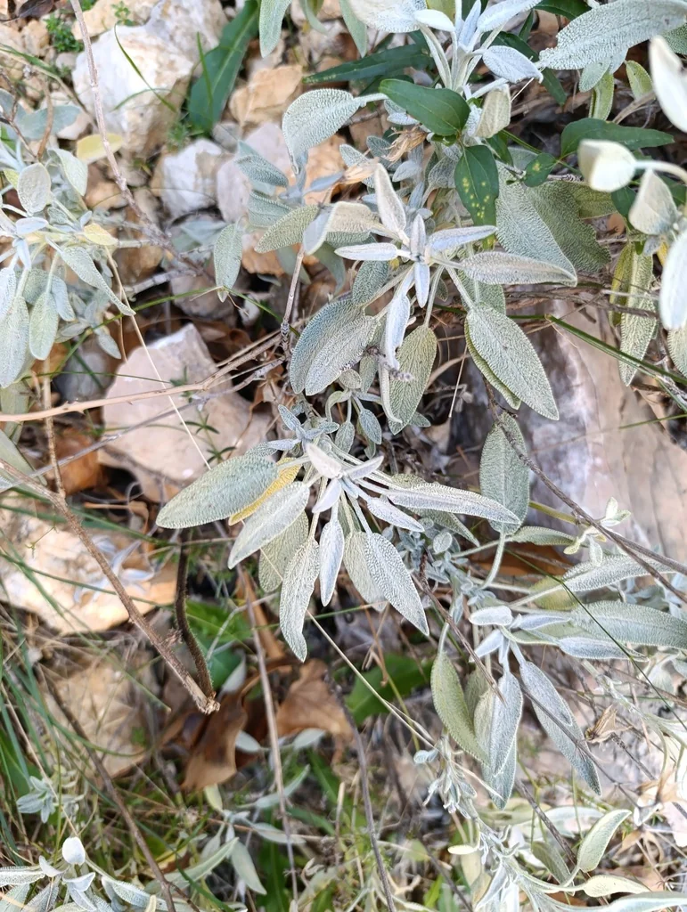 Salvia Officinalis