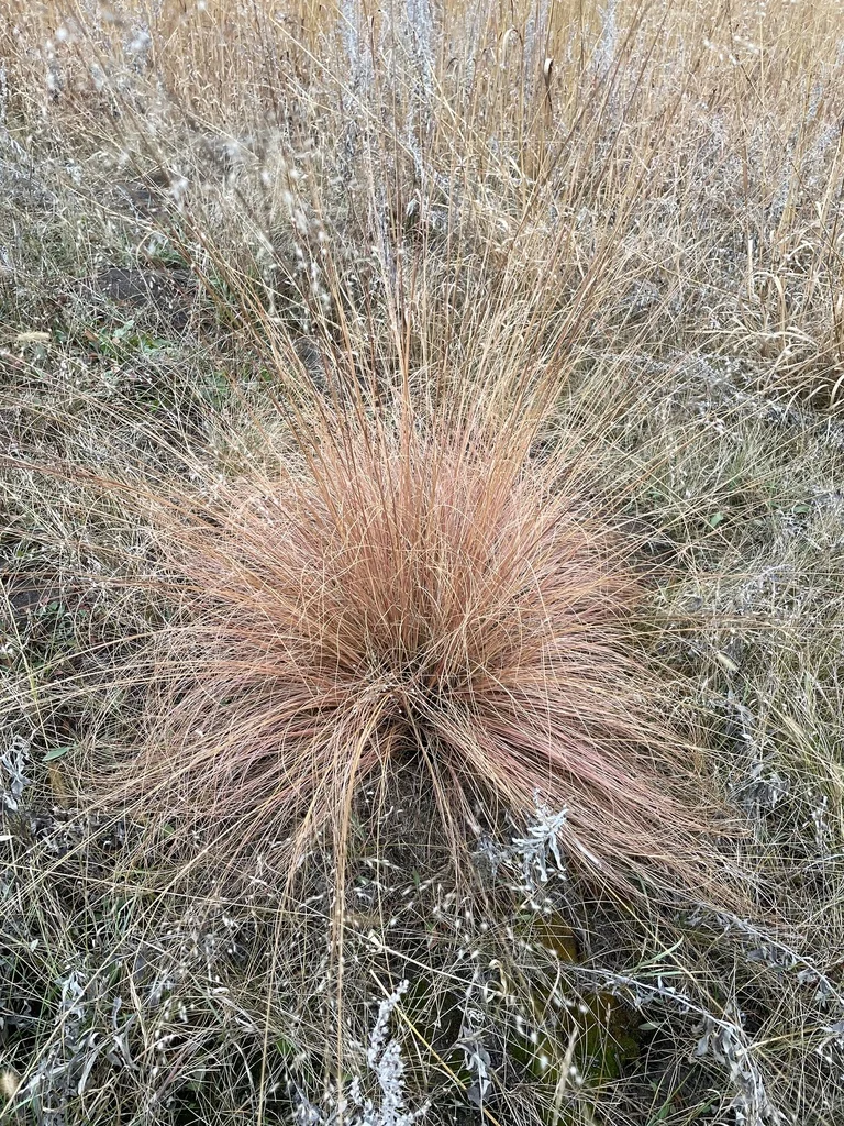 Sporobolus Heterolepis