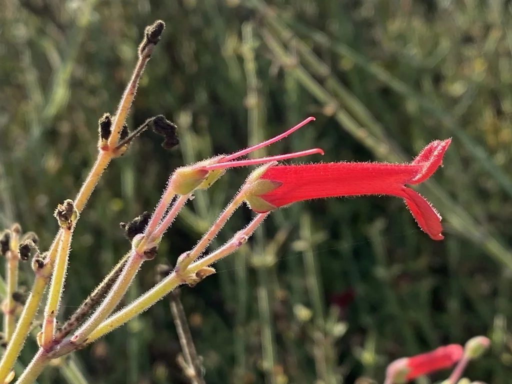 Gambelia Juncea