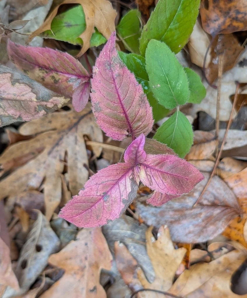 Monarda Bradburiana