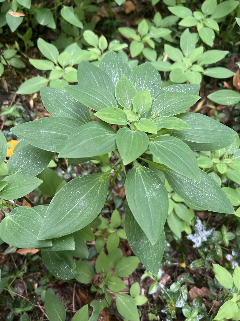 Alstroemeria Psittacina