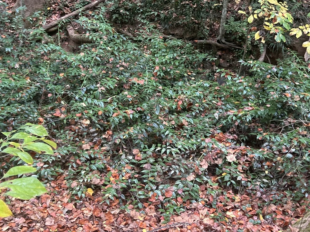 Leucothoe Fontanesiana