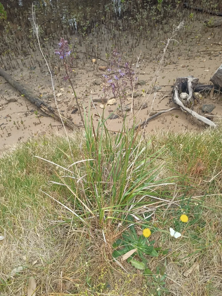 Dianella Longifolia