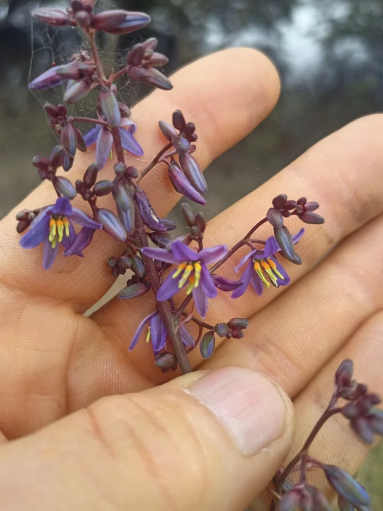 Dianella Longifolia