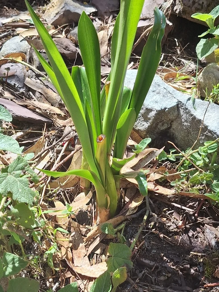 Clivia Miniata