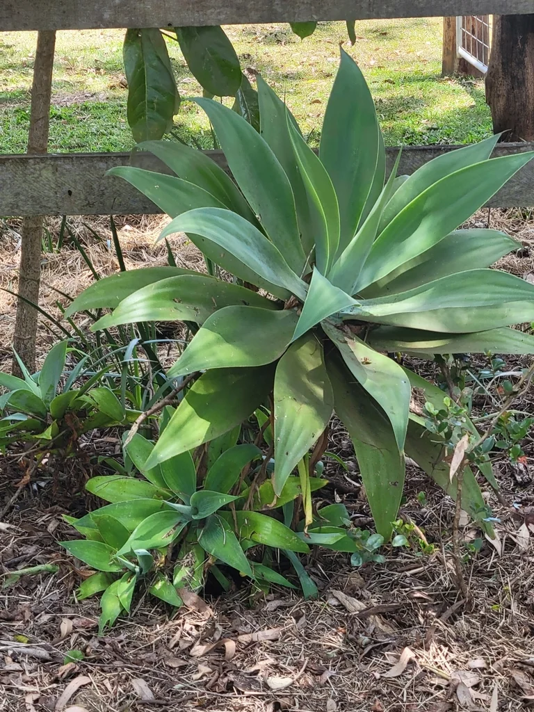 Agave Attenuata