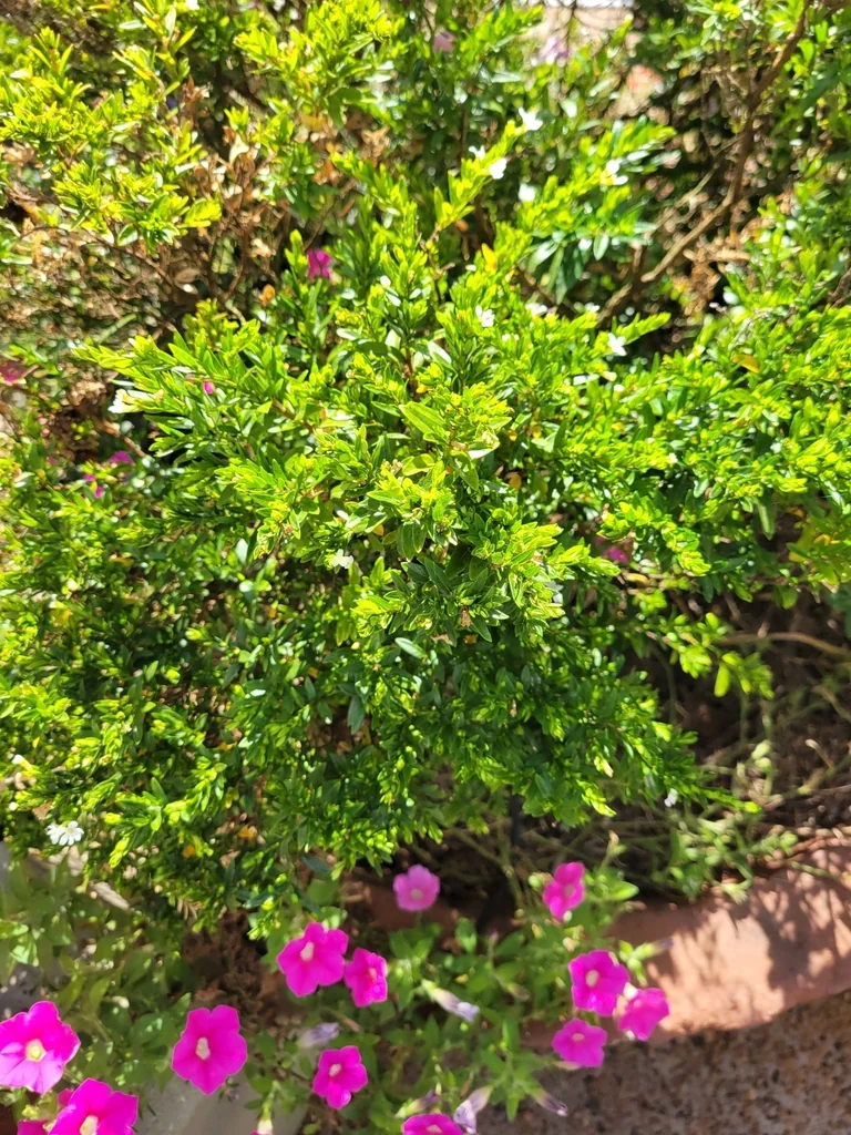Cuphea Hyssopifolia
