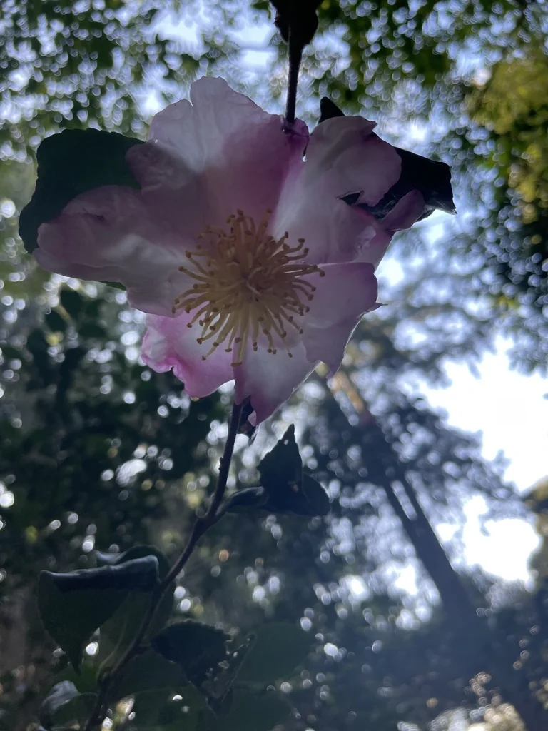 Camellia Sasanqua