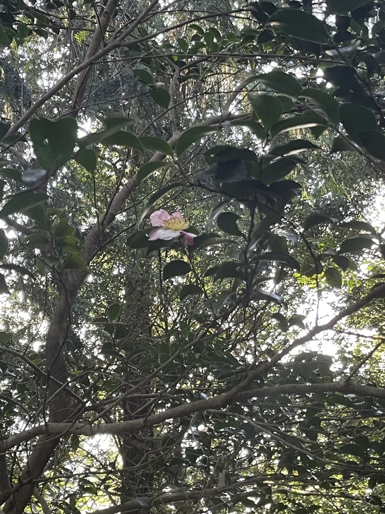Camellia Sasanqua