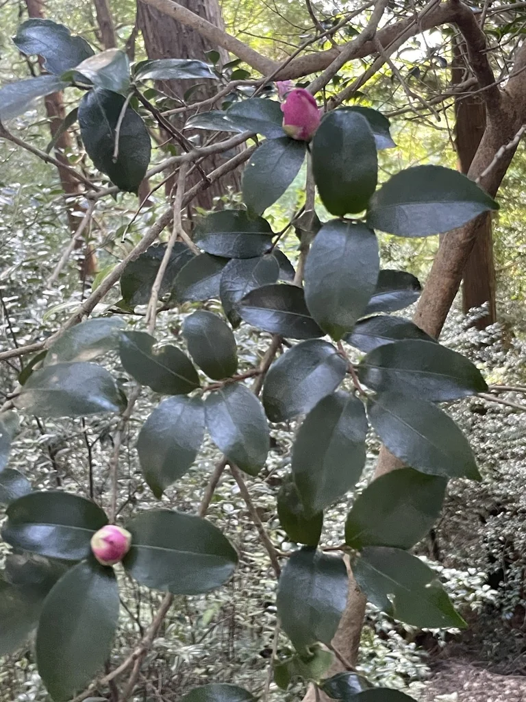 Camellia Sasanqua
