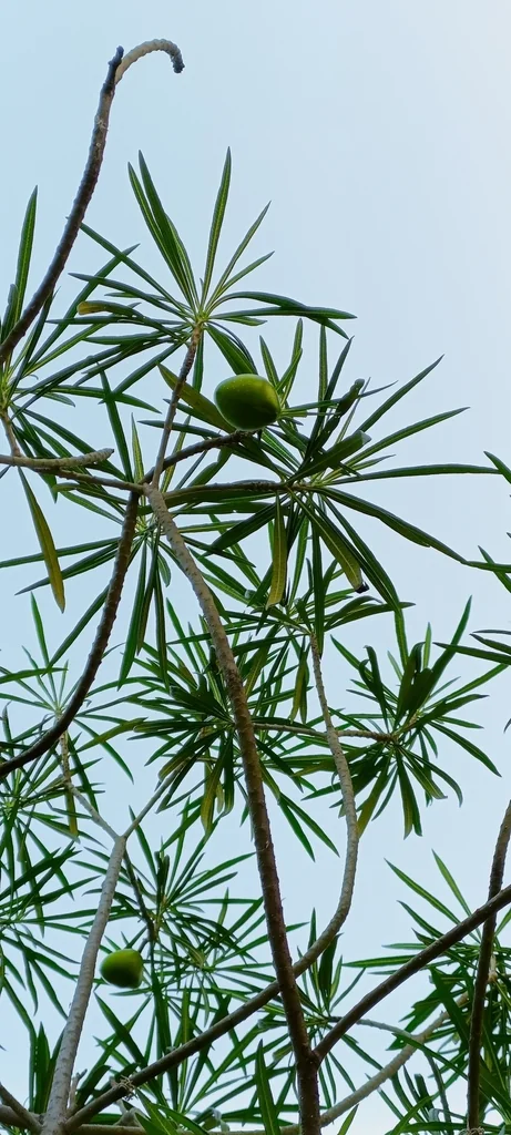 Thevetia Thevetioides