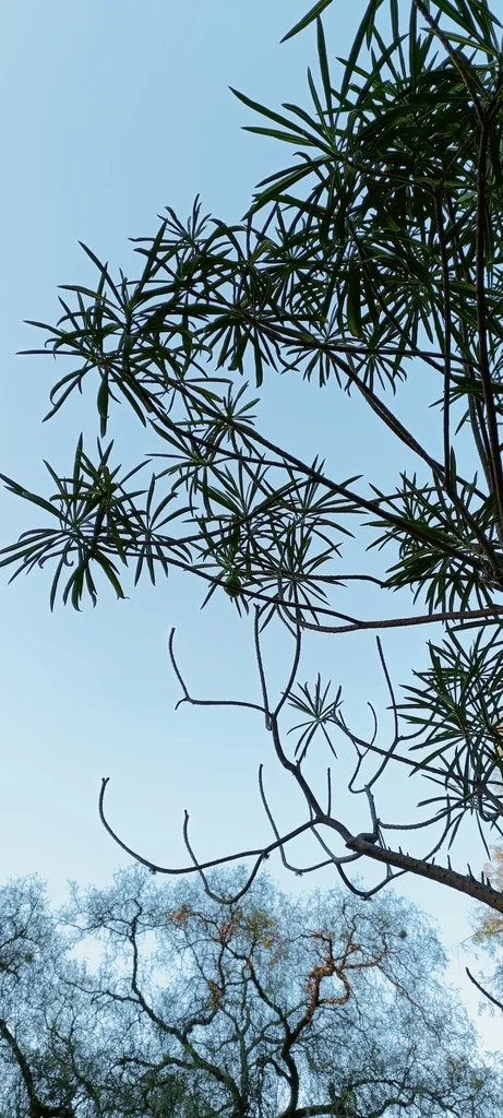 Thevetia Thevetioides