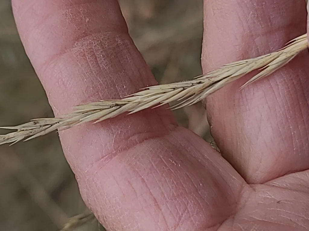 Festuca Idahoensis