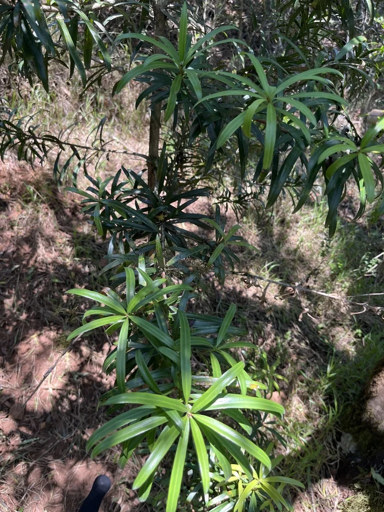Podocarpus Latifolius