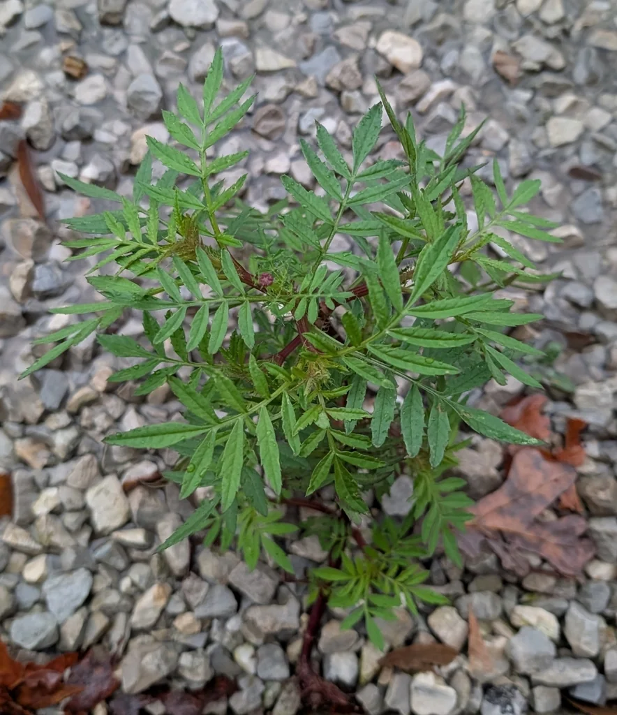 Tagetes Patula